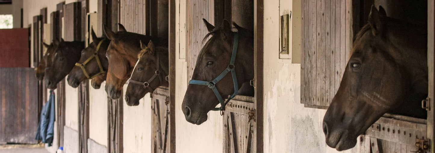 Horses in a stable with wooden stalls