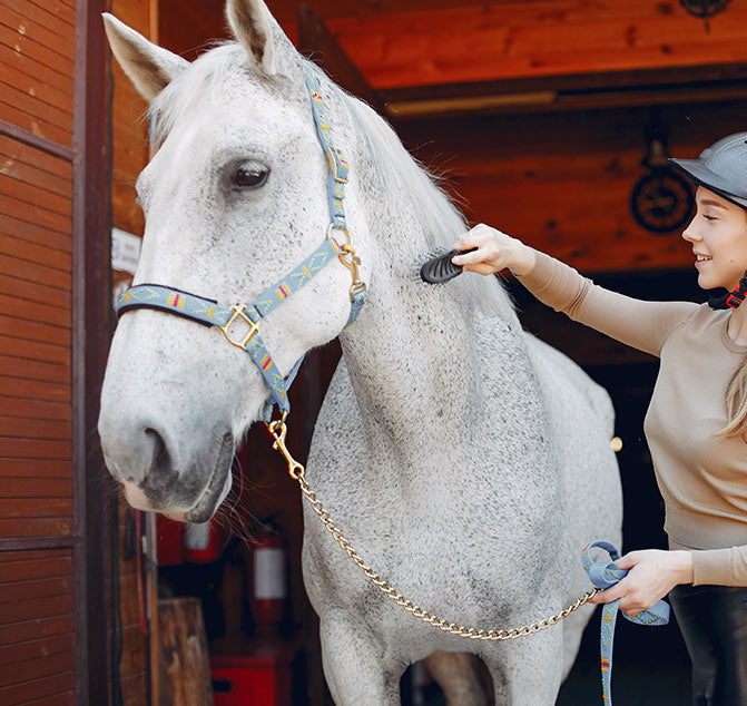 Woman brushing a white horse in a stable