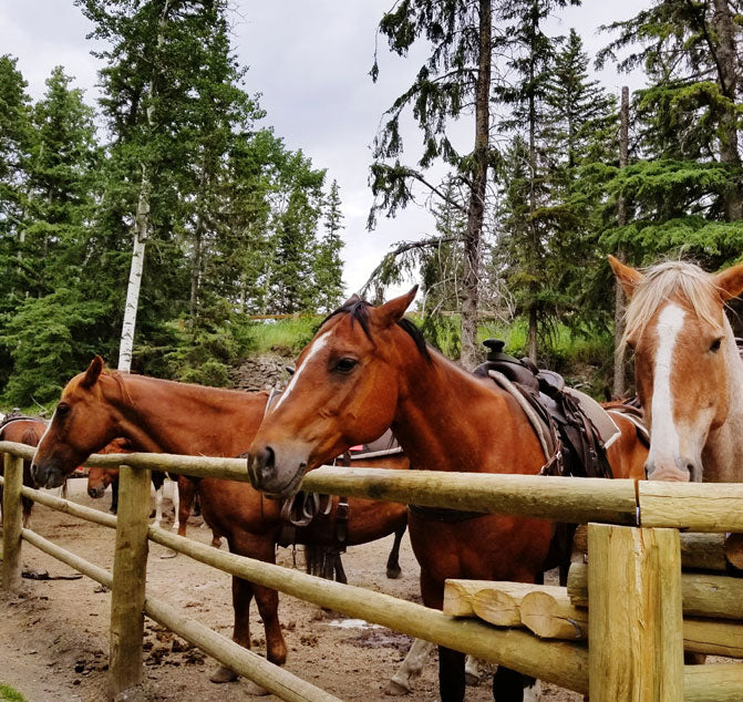 Horses standing behind a wooden fence with trees in the background