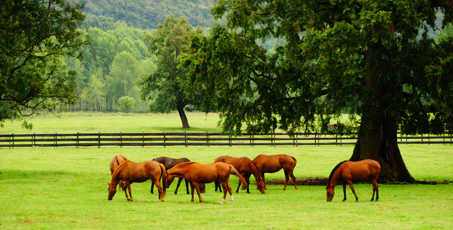 Horses grazing in a lush green field with trees and a fence