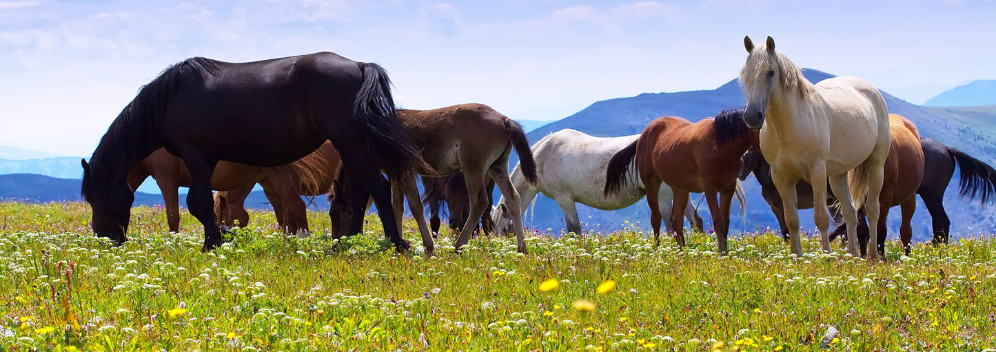 Horses grazing in a grassy field with mountains in the background