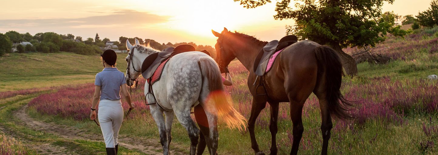 Woman walking with two horses in a field at sunset